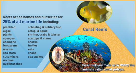 Reefs act as homes and nurseries for marine life