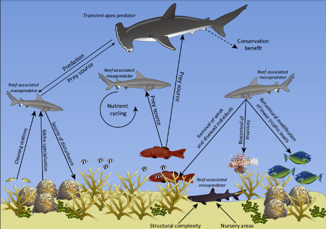 The marine cycle of the natural sea habitat