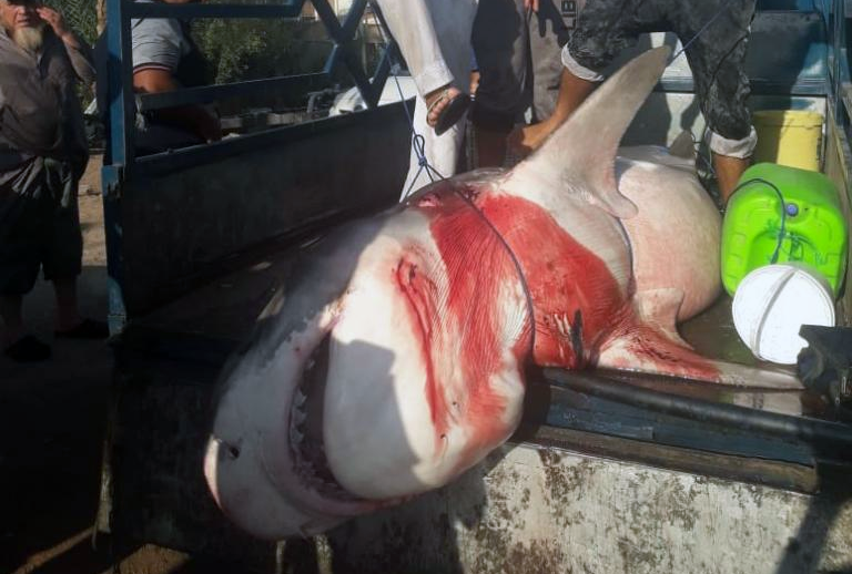 First shark was caught using a basic fishing net