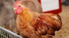 The  ongoing case of the spoiled chicken in Jordan: the investigation continues