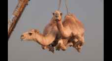 The straw that broke Saudi's back: 12,000 camels forced back to Qatar