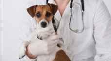 Jordanian Veterinarians Association to punish vets who abuse their profession