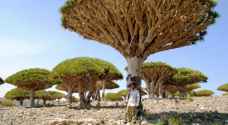 UAE jeopardizing Yemeni islands' biodiversity
