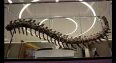 Dinosaur tail discovered in Morocco auctioned off for charity