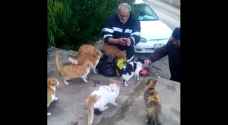Heartwarming video of elderly man feeding street cats in Jordan goes viral
