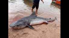 Local fishermen catch 300 kg Tiger shark in Aqaba