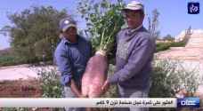 GIANT organic radish weighing 9kg harvested by farmers in Amman