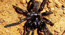 World's oldest spider dies aged 43