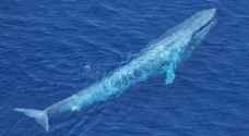 Rare blue whale spotted in Egypt for the first time ever