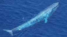 Blue whale makes Aqaba appearance