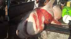 Huge tiger shark caught in Aqaba