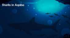Exclusive: Sharks in Aqaba, where did they come from?