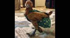 Chicken diapers: What eggsactly are they?