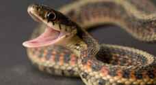 15 venomous snakes, 20 poisonous scorpions in Tafilah