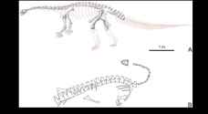 New dinosaur species discovered in China