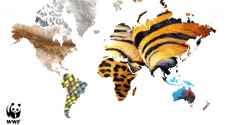 WWF: 60% of wildlife wiped out