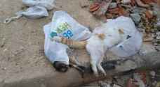35 stray cats intentionally poisoned, killed in Amman