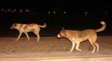 GAM: Campaign to reduce numbers of stray dogs in Amman