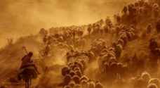 1200 sheep lost in sand storm
