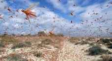 Agriculture Ministry: Small swarms of grasshoppers and crickets entered Aqaba, not locusts