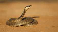 Video: Spitting cobra rears head from toilet in South Africa