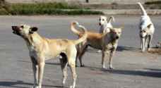 Four citizens injured after being mauled by stray dogs in Mafraq
