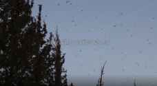 Video, photos: New locusts swarm enters Tafilah, Agriculture Ministry eliminates it