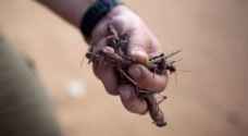 Agriculture Ministry: New locust swarms heading to Jordan