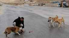 GAM launches campaign to feed stray dogs in eastern Amman