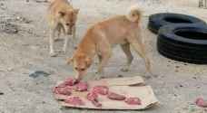 Veterinarian: Raw meat causes no harm to dogs