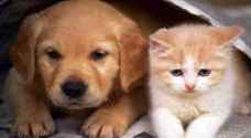 WHO experts: Cats, dogs aren't a coronavirus risk!