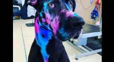 Woman dyes dog into 'Galaxy Dane'