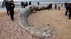 Dead whale washes up  on Mediterranean Sea shore after storm
