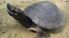 Endangered turtles bred in captivity lay eggs in Cambodia