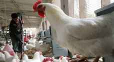 Kuwait culls thousands of birds due to bird flu