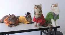 Malaysians dress cats for Eid