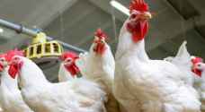 Jordan allows poultry imports