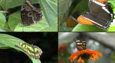 Colombia has world's largest variety of butterfly species: study