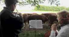 Cows enjoy live classical music in in Denmark