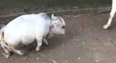 VIDEO: Dwarf cow becomes Bangladesh tourist attraction