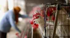 India records first human death from bird flu