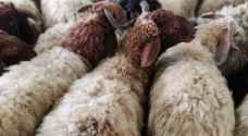 Narcotics found inside sheep guts in Jordan