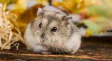 Hong Kong plans to cull 2,000 hamsters due to COVID-19 fears
