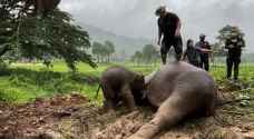 VIDEO: Dramatic rescue of baby elephant and mother in Thailand