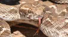 Man dies due to venomous snake bite in northern Jordan Valley