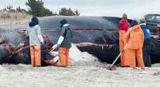 Carcass of humpback whale washes up on US shore