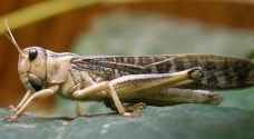 Authorities comment on desert locusts in Ma'an
