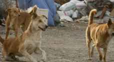 Second phase of stray-dog management program commences in Zarqa