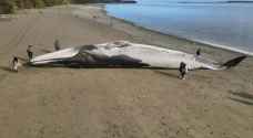 Huge blue whale washes ashore in southern Chile