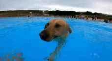 Dogs make a splash at UK coastal lido